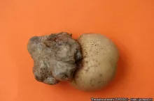 Guzy na bulwie powodowane przez infekcję przez Thecaphora solani

 