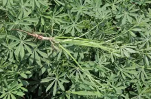 Łubin żółty w międzyplonie Dwa zdjęcia ze wspólnym podpisem - 3 wiersze