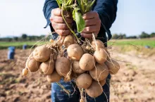 Ziemniaki to uprawa intensywna. Ochrona i nawożenie za pomocą środków biologicznych z oporem znajdują grono zwolenników wśród plantatorów.