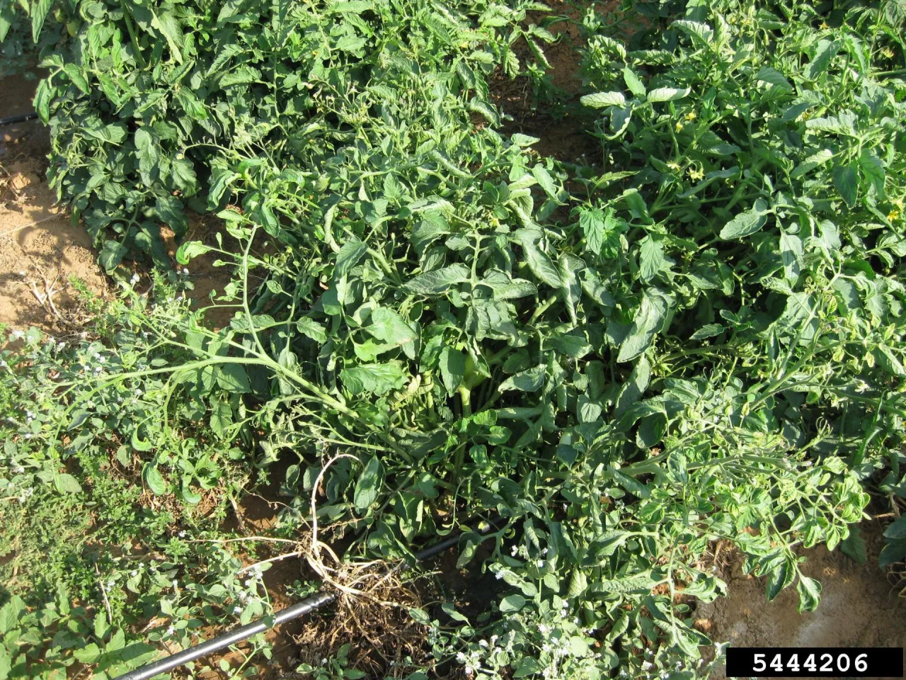 Objawy stołburu na ziemniaku są bardzo mało specyficzne i często ich opis przeczy sobie. Mówi się o nietypowym rozwoju pędów, czy nitkowatych, a czasem wrzecionowatych kiełkach. Dopiero analiza materiału pozwoli odkryć prawdę.