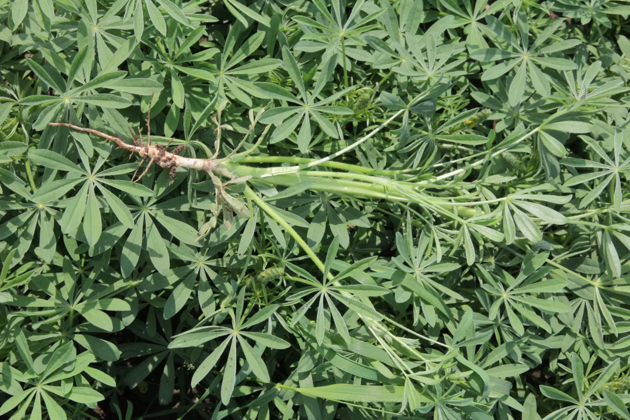 Łubin żółty w międzyplonie Dwa zdjęcia ze wspólnym podpisem - 3 wiersze