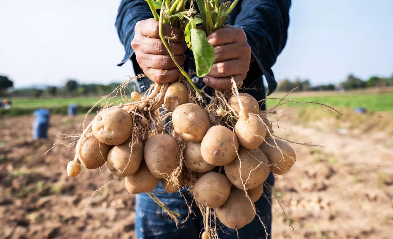 Ziemniaki to uprawa intensywna. Ochrona i nawożenie za pomocą środków biologicznych z oporem znajdują grono zwolenników wśród plantatorów.