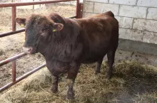 Ile kosztuje buhaj czystorasowy?