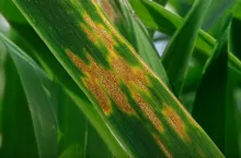 Septorioza paskowana liści.