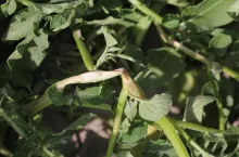 Nekroza pędu bez widocznej białej opilśni to także może być objaw zgnilizny twardzikowej.