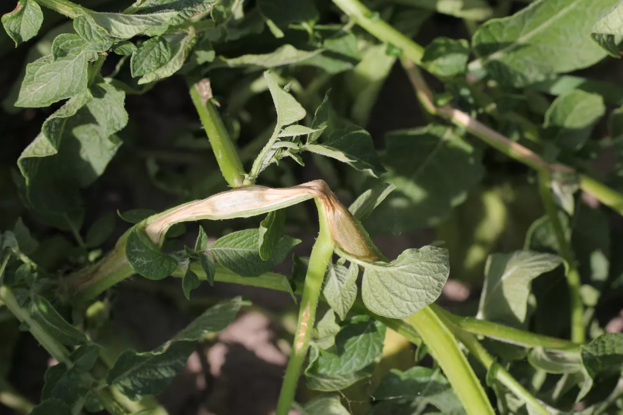 Nekroza pędu bez widocznej białej opilśni to także może być objaw zgnilizny twardzikowej.