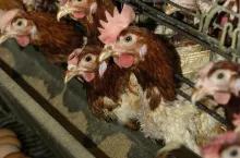 Obecnie w Polsce potwierdzono łącznie 36 ognisk rzekomego pomoru drobiu. Gdzie one są zlokalizowane?