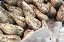 uprawa buraka cukrowego, produkcja cukru w Polsce