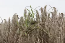 pszenżyto, porastanie