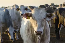 Zbliżenie na bydło rasy zebu (Brahman), powszechnie hodowane w krajach Mercosur, zwłaszcza w Brazylii. Symbol zagrożenia dla unijnego rynku wołowiny w kontekście umowy UE–Mercosur.