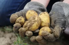 powierzchnia uprawy ziemniaka w Polsce