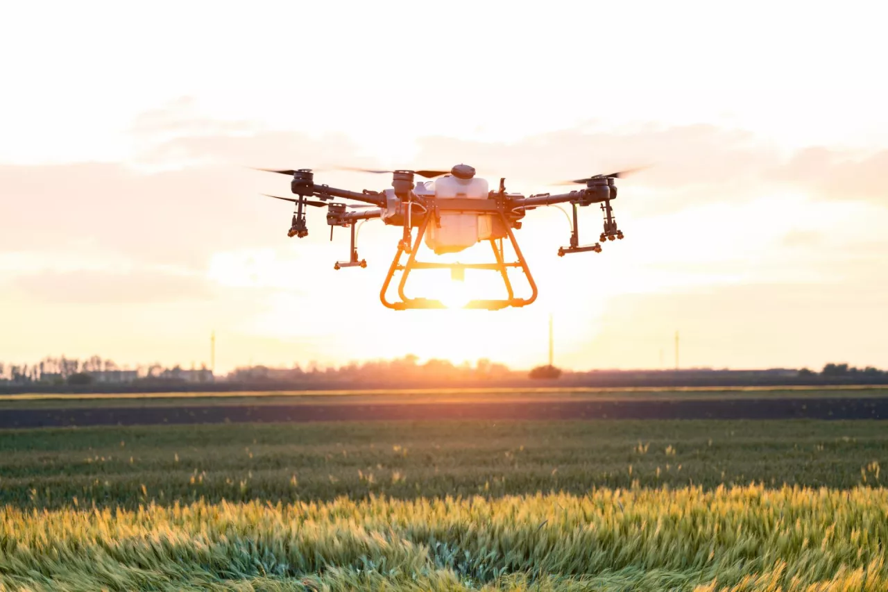 Dron nad polem z kłoszącym zbożem