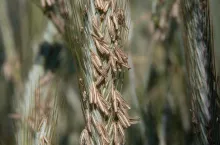 Żyto to odporny gatunek, radzący sobie na słabych stanowiskach, ale potencjał pokazuje dopiero na tych lepszych.