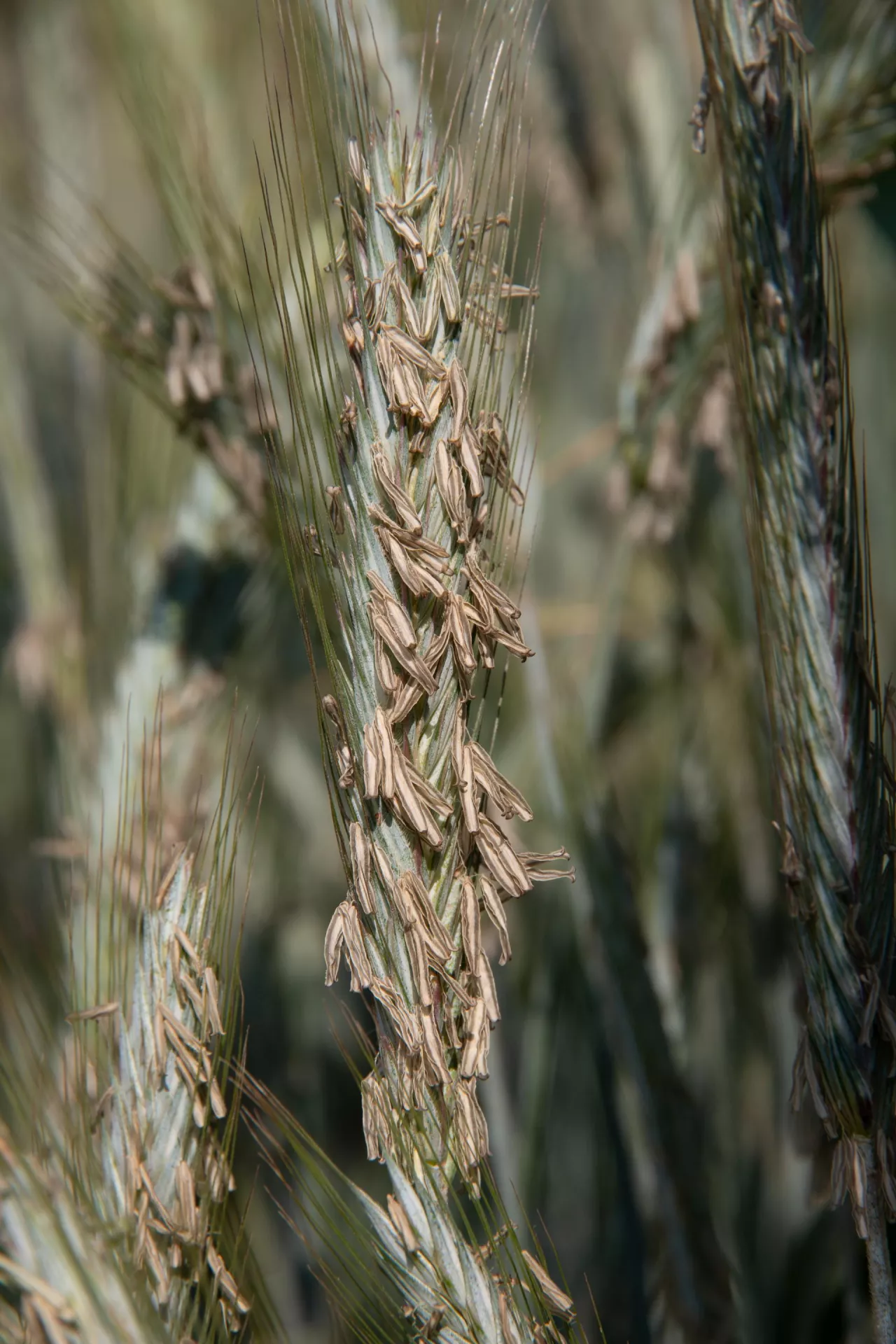 Żyto to odporny gatunek, radzący sobie na słabych stanowiskach, ale potencjał pokazuje dopiero na tych lepszych.