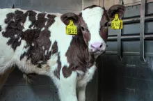 Krzyżówką hf odmiany czerwono-białej z angusem. Rozpoznanie rasy wyłącznie na podstawie wyglądu zewnętrznego bywa trudne, a wręcz niemożliwe.