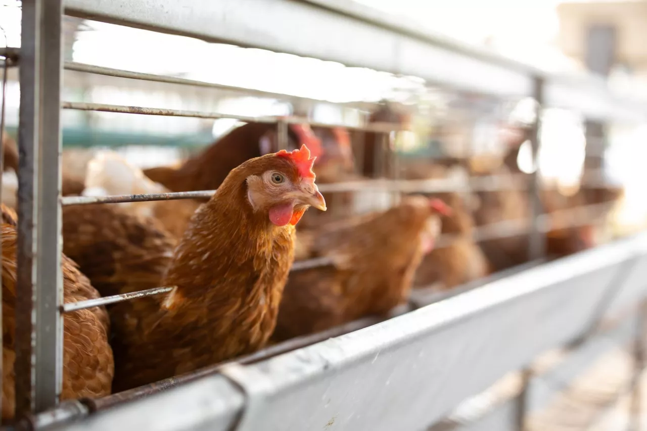 Ponad 100 tysięcy kur do utylizacji! Rzekomy pomór drobiu pustoszy kolejne fermy!