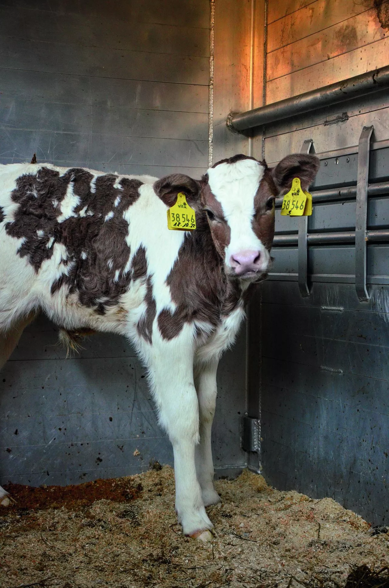Krzyżówką hf odmiany czerwono-białej z angusem. Rozpoznanie rasy wyłącznie na podstawie wyglądu zewnętrznego bywa trudne, a wręcz niemożliwe.