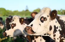 Choroba niebieskiego języka wraca. Nowe ognisko u bydła w Polsce