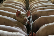 Na co rolnik otrzyma dofinansowanie? Lista inwestycji w Rolnictwie 4.0