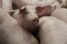 W Polsce wykryto 5. ognisko ASF. Gdzie?