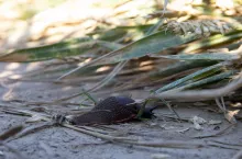 Ślinik wielki w pszenicy ślimak