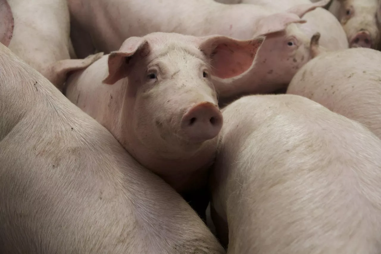 W Polsce wykryto 5. ognisko ASF. Gdzie?