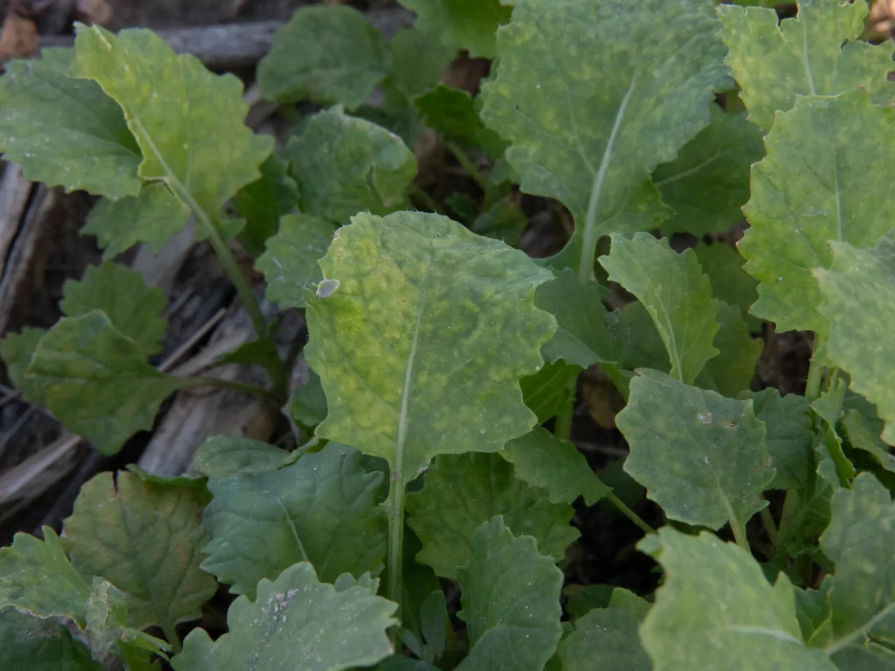 Objawy niedoboru siarki na samosiewach rzepaku