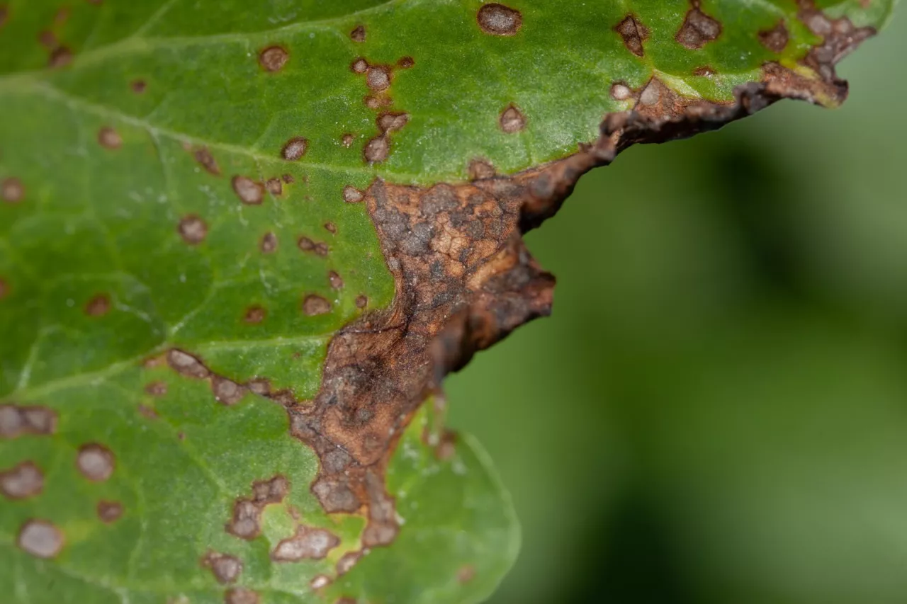 Objawy chwościka buraka