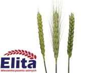 Turbo Elita, mieszanka odmian pszenic