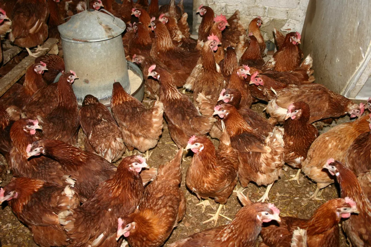 Nowe ognisko rzekomego pomoru drobiu: 137 tys. kur do wybicia