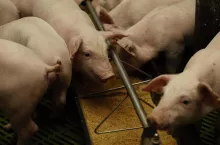 Ceny tuczników 24.07.2025