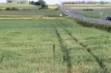 KOWR podaje, że ok. 90% wydzierżawionych gruntów trafia do rolników indywidualnych