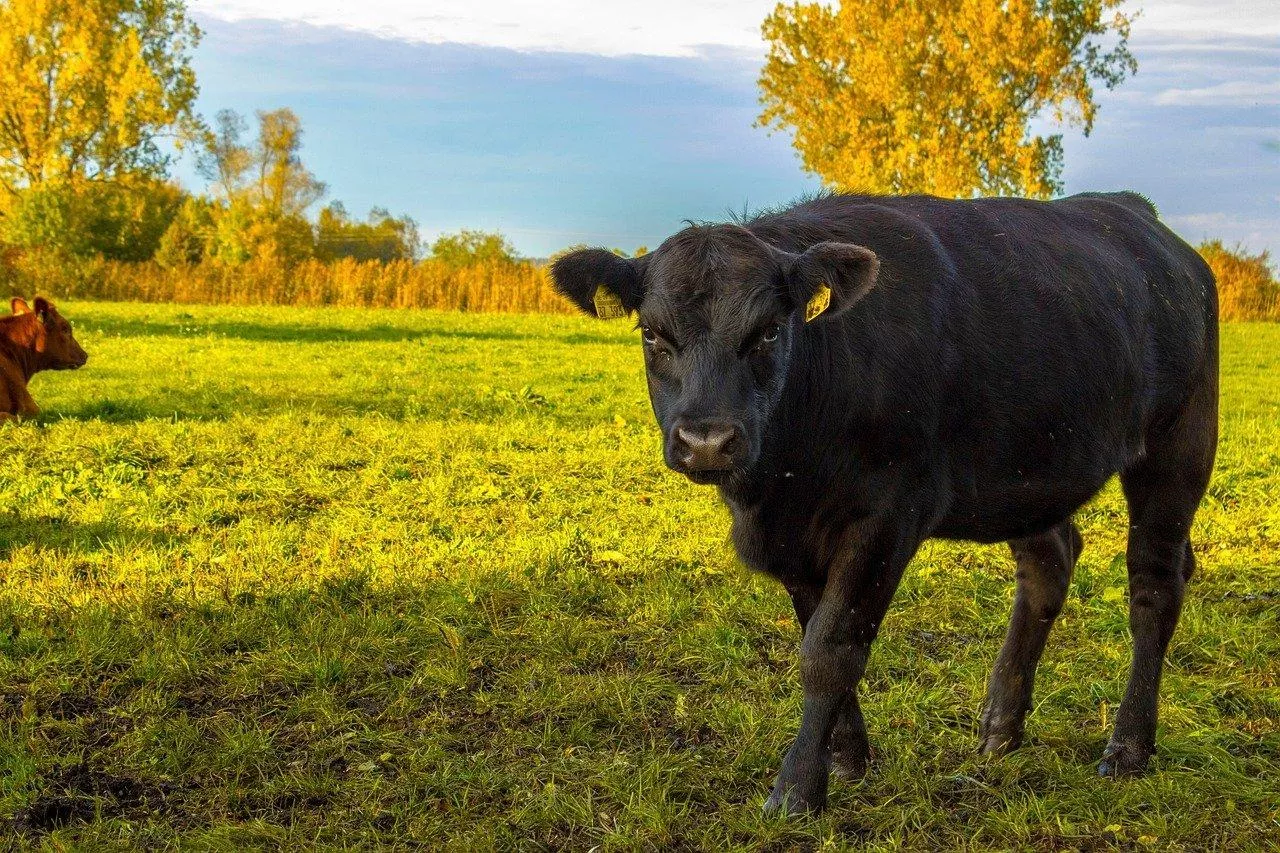 Jakie są objawy krwotocznej choroba zwierzyny płowej (EHD) i w jakich krajach UE występuje?