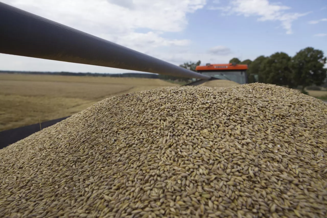 Jęczmień na przyczepie