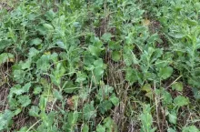 Rzepak uprawa z rośliną towarzyszącą