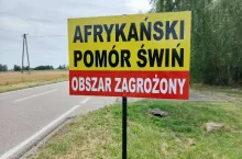 Wyznaczono już czerwone strefy ASF. Zobacz, które gminy obejmują!