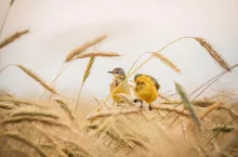 Pola po żniwach to szwedzki stół dla ptaków. Które z nich pomagają rolnikom?