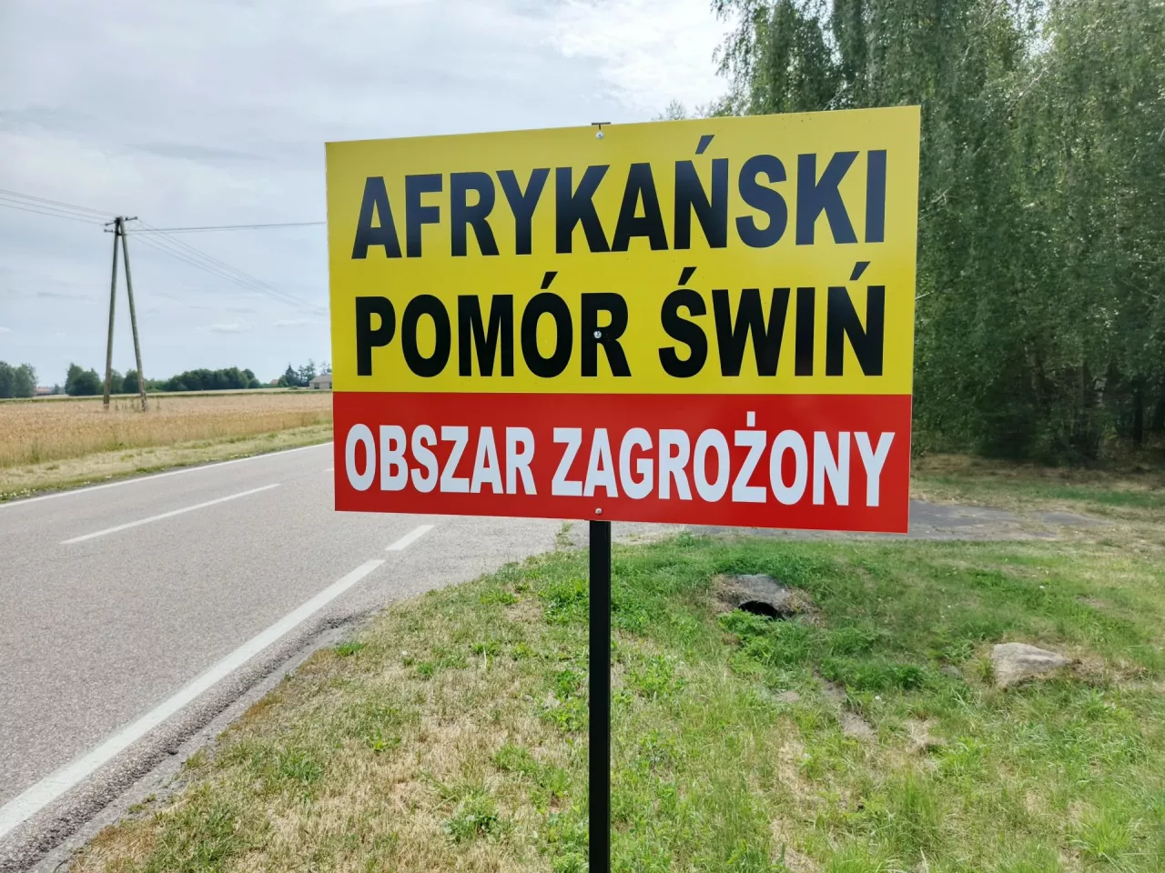 Wyznaczono już czerwone strefy ASF. Zobacz, które gminy obejmują!