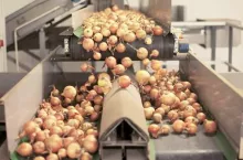 uparwa cebuli, Polska 2025