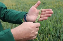 szacowanie strat po przymrozkach