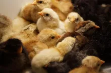 Rzekomy pomór drobiu znów uderza! To jest już 41. ognisko