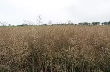 Rzepak czekający na zbiór