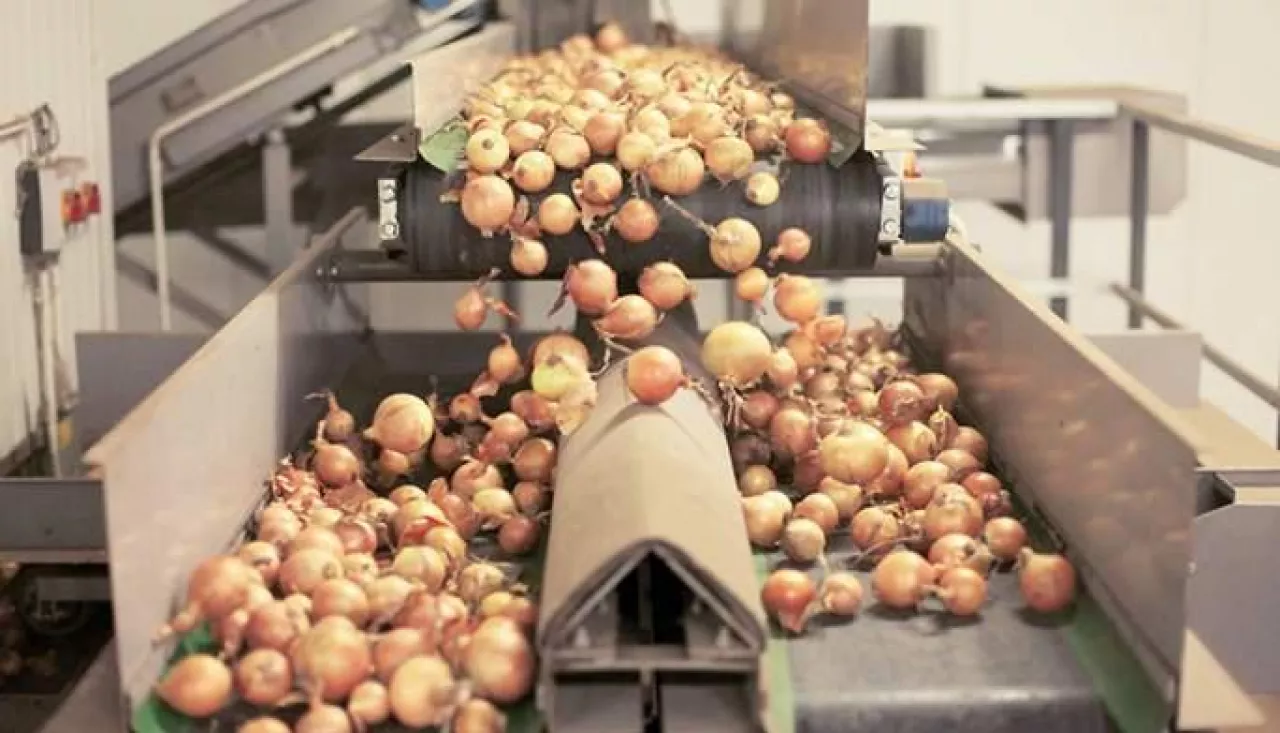 uparwa cebuli, Polska 2025