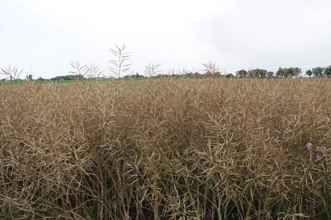 Rzepak czekający na zbiór