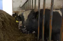 Bydło mięsne w boksach