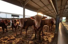 Dopłaty do bydła: czy rolnik w spółdzielni dostaje mniej niż indywidualny?