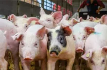 okładka top świnie