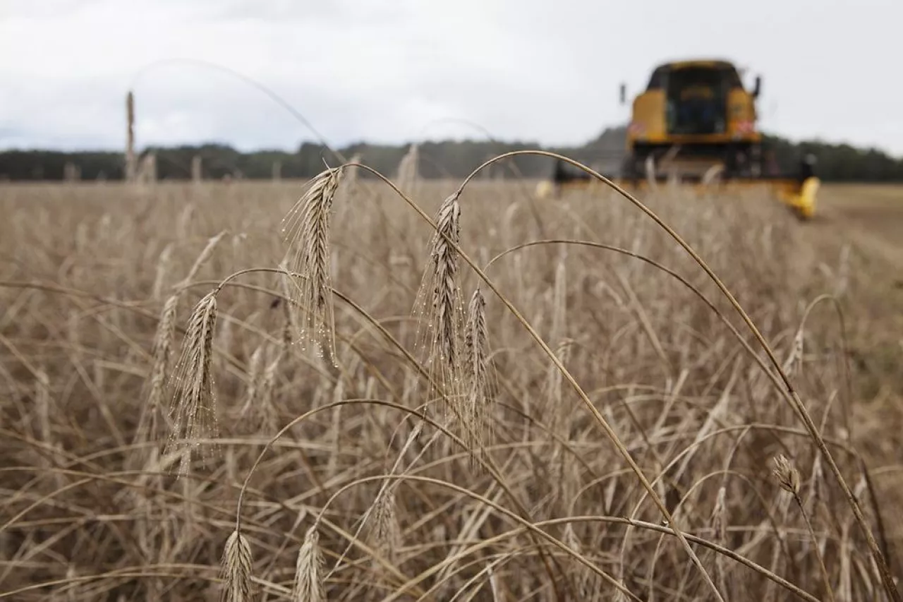 Mokre zboże koszone w żniwa