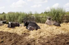 jałówki, zakup jałówek