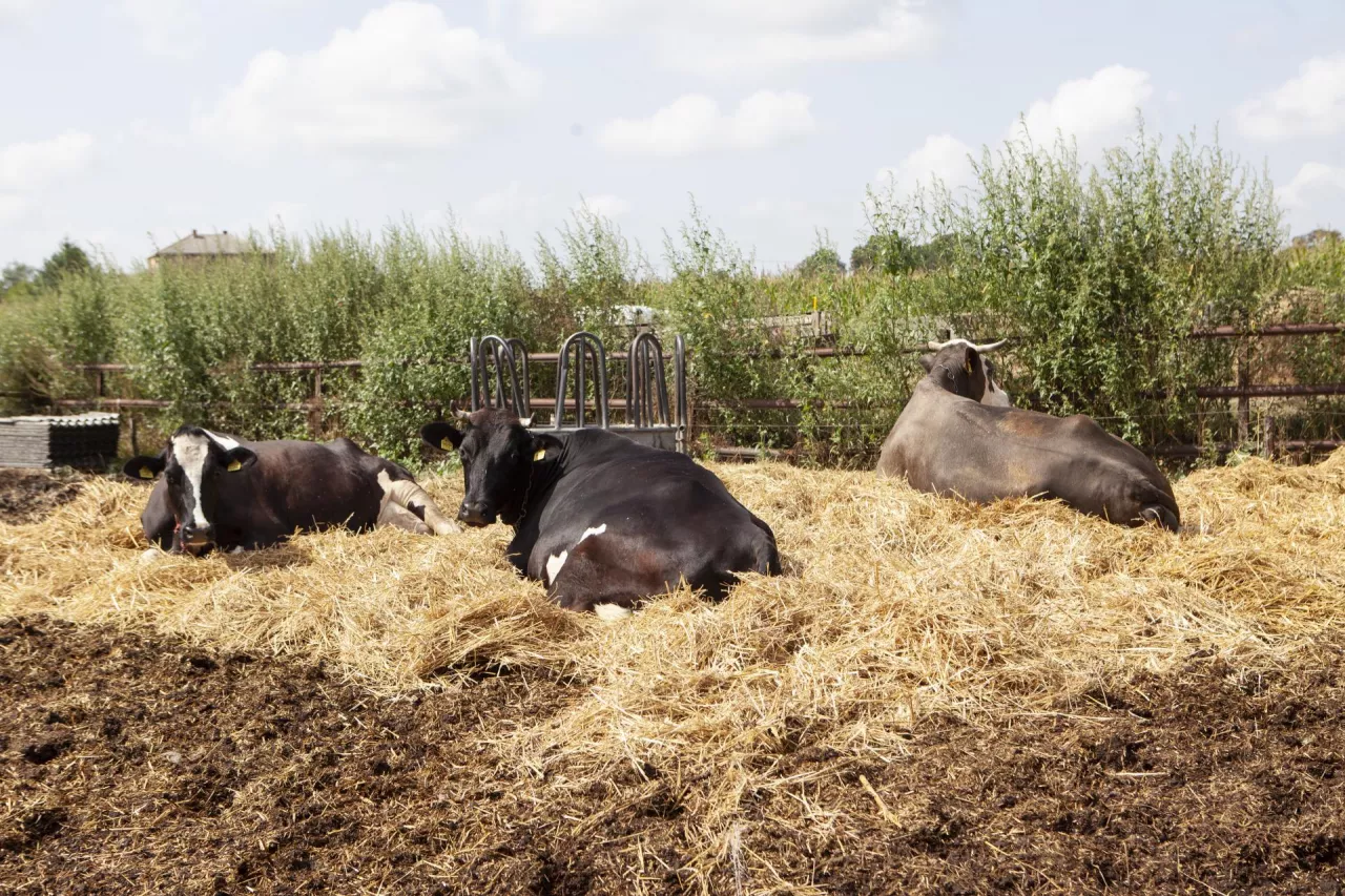jałówki, zakup jałówek